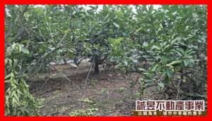 誠昱/九如鄉都內都外毗.